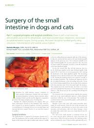 Intestinal obstruction in cats often requires hospitalization. Pdf Surgery Of The Small Intestine In Dogs And Cats