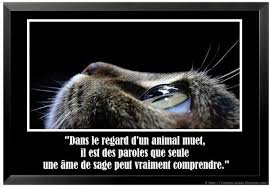 RÃ©sultat de recherche d'images pour "images de chats avec citations"