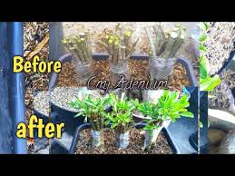 Berbagai gambar tentang gambar bonsai bunga kamboja dan bunga hias lain nya juga dapat. Cara Menanam Potongan Batang Adenium Kamboja Tanpa Obat Youtube