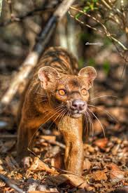 Shannon Wild Weird Animals Animals Beautiful Unusual Animals