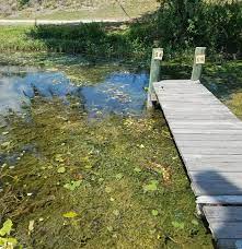 Grass Carp A Biological Control To Manage Pond Weeds Panhandle Agriculture