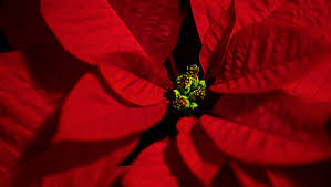 Poinsettia leaves have a bitterness to it that may deter animals or pets from eating them. The Not So Deadly Poinsettia Finegardening