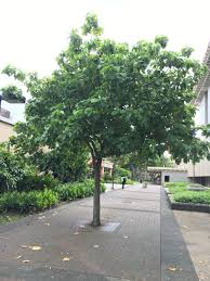 Image result for Cordia subcordata