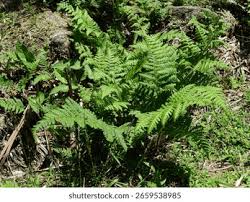 Image result for Hypolepis