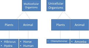 Animals class 10 english first flight poem 7 detailed explanation of the poem along with meanings of difficult words. Animal Cells Anisah Afifah S Weblog