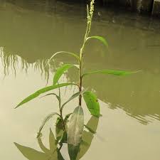 Image result for Persicaria barbata