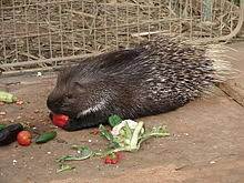 Get dhokhebaz meaning in english at best online dictionary website. Indian Crested Porcupine Wikipedia
