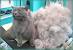 Furminator Long Hair