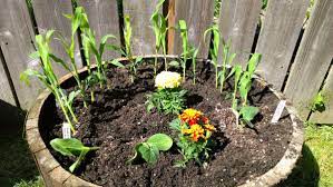 I planted my zucchini in a non biodegradable pot and i need to figure out how to transfer it to my garden bed. Companion Planting For Summer Squash Insteading