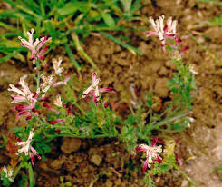 Image result for Fumaria