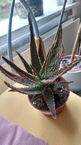 Image result for Aloe zebrina