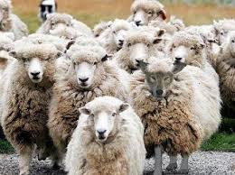 Ten Animal Imposters Who Are Not What They Seem Funny Memes Moon Moon Memes Animal Memes