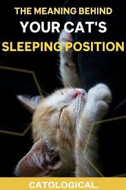 Pin By Zahraa On Cute Cats Cat Sleeping Positions Cat Sleeping Cat Quotes Funny