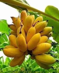 Pin On Banana Plants
