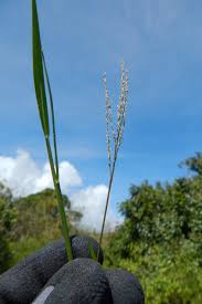 Image result for Digitaria gazensis