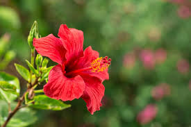 Image result for Hibiscus