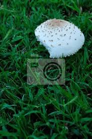 Diese kultur ist vor allem für hobby gärtner & botaniker gedacht, die in ihrem eigenen garten genug platz haben und pilze anbauen. Pilz Wachst Im Garten Wandposter Poster Pilz Schone Geniesser Myloview De