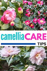 Camellia Care Guide How To Grow Gorgeous Camellias In Your Garden Gardening From House To Home In 2020 Grow Gorgeous Yuletide Camellia Shade Loving Shrubs