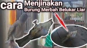 Maybe you would like to learn more about one of these? Best Of Burung Merbah Belukar Jantan Dan Betina Free Watch Download Todaypk