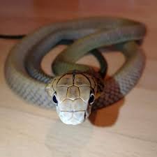 Malaysian ringgit new zealand dollar. Malaysian King Cobra License Download Or Print For 6 20 Photos Picfair