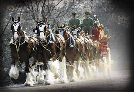 They only aired it once so as not to benefit financially from it. The Budweiser Clydesdales Absolutley Stunning 3 The Sound Of Their Hooves Makes My Heart Beat While The Vibratio Budweiser Clydesdales Horses Clydesdale