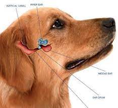 Dog Ear Infection Treament Tips Cimarron Animal Hospital