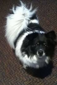The small german spitz loves to bark, particularly when left alone for too long. List Of German Spitz Type Dog Breeds