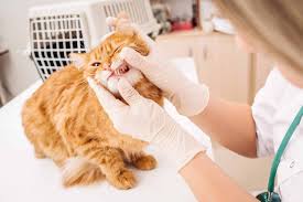 As a person, in childhood, the baby teeth of a kitten are periodontal disease in cats symptoms and treatment which is determined by only an experienced vet can easily treat and return the animal health. Gingivitis In Cats Symptoms Treatment And Prevention