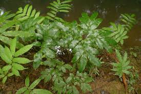 Image result for Ptisana