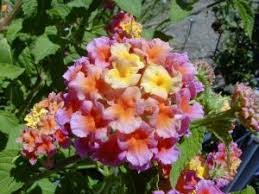 We did not find results for: Lantana Wisconsin Horticulture