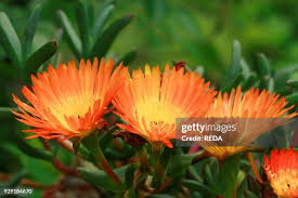 Image result for Lampranthus spp.