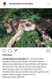 الأسد سكار هو الحاكم الفعلي لكلا من كينيا وأوغندا (حكم الغابة لمدة 12 عامًا) ويعد ذلك أطول فترة حكم لذكر أسد. Ù‡Ù„ ØªØªØ°ÙƒØ± Ø§Ù„Ø£Ø³Ø¯ Ø§Ù„Ø³ÙŠÙ†Ù…Ø§Ø¦ÙŠ ÙˆØ¯Ø§Ø¹Ø§ Ø³ÙƒØ§Ø± Ø£Ø´Ù‡Ø± Ø£Ø³ÙˆØ¯ Ø£ÙØ±ÙŠÙ‚ÙŠØ§ ØµÙˆØ± Ø§Ù„Ø¯Ù‚ÙŠÙ‚ Ø§Ù„Ø¥Ø®Ø¨Ø§Ø±ÙŠ