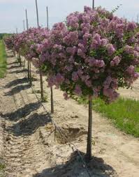 Image result for Syringa meyeri ´Palibin