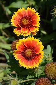 Pin On Flowers