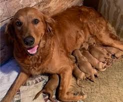 Ragom primarily rescues golden retrievers and through foster care provides a home until adoption. View Ad Golden Retriever Litter Of Puppies For Sale Near Minnesota Backus Usa Adn 210019