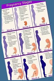Pin On Pregnancy