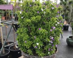 Image result for Brunfelsia australis