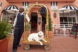 Book in advance and save. 8 Pet Friendly Staycations In San Diego Guides Sandiegomagazine Com