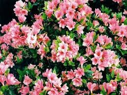 Maybe you would like to learn more about one of these? A Guide To Northeastern Gardening 18 Summer Blooming Shrubs For Your Garden