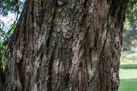 Image result for Acacia melanoxylon