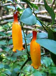 Image result for Halleria elliptica