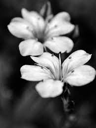 Jan 01, 2020 · le cornici gratuite per le foto online sono un bel modo di passare il tempo con le fotografie dei vostri cari.per le bambine sono disponibili giochi gratuiti online con diverse cornici fotografiche gratuite, adornate con fiori e lustrini. Due Fiori Bianchi E Neri Natura Fotografia Etsy