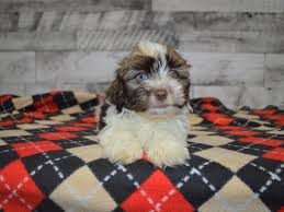 Come when called, sit, walk on leash properly, fetch and just all. Havanese Dog Male Chocolate And White 3069263 Petland Dunwoody Puppies For Sale