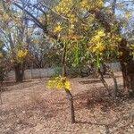 Image result for Senna singueana