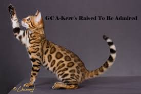 She would follow me everywhere and talk to me. A Kerr S Bengal Cats