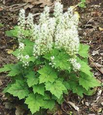 Google Image Result For Http Www Northcreeknurseries Com Cclib Image Plants Native Plant Gardening Plants Native Plants