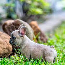 We pride ourselves on the quality of frenchie and service provided. French Bulldog San Antonio Home Facebook