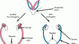 Image result for Sexual Development