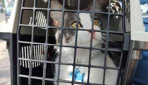 Buscan habilitar el transporte de mascotas en colectivos - Abran Paso