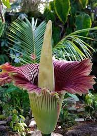 Titan Arum The Largest Flower In The World Sean Heffernan Also Known As The Corpse Flower Due To The Strong Odor Reminiscent Flores Exoticas Flores Plantas